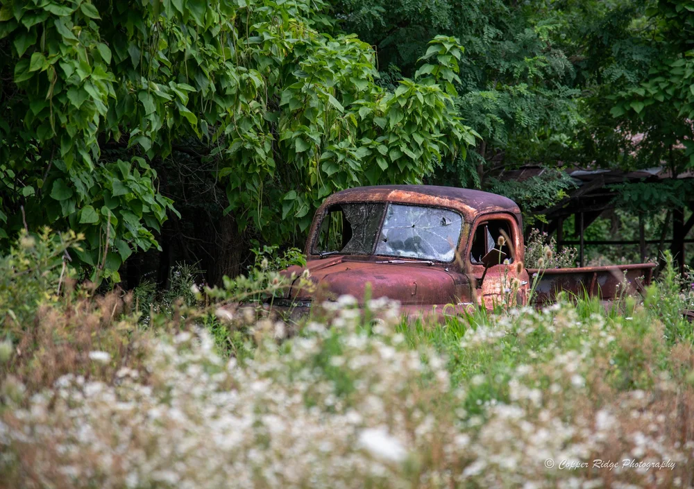 A rusted vintage pickup truck reclaimed by a field of wildflowers