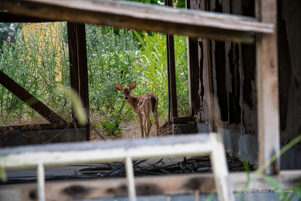 A young fawn framed through the window of a weathered barn